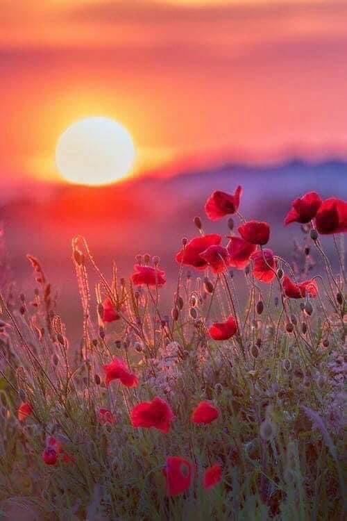DebraAmes's tweet photo. #RemembranceSunday always poignant. Thoughts to those missing loved ones, absent, or no longer with us. Thank you to all who try, through huge acts of courage, or little acts of kindness, to make the world a better place. Wishing you all a very peaceful Sunday… 🕊💕 

#bekind https://t.co/MkgS4spsKg