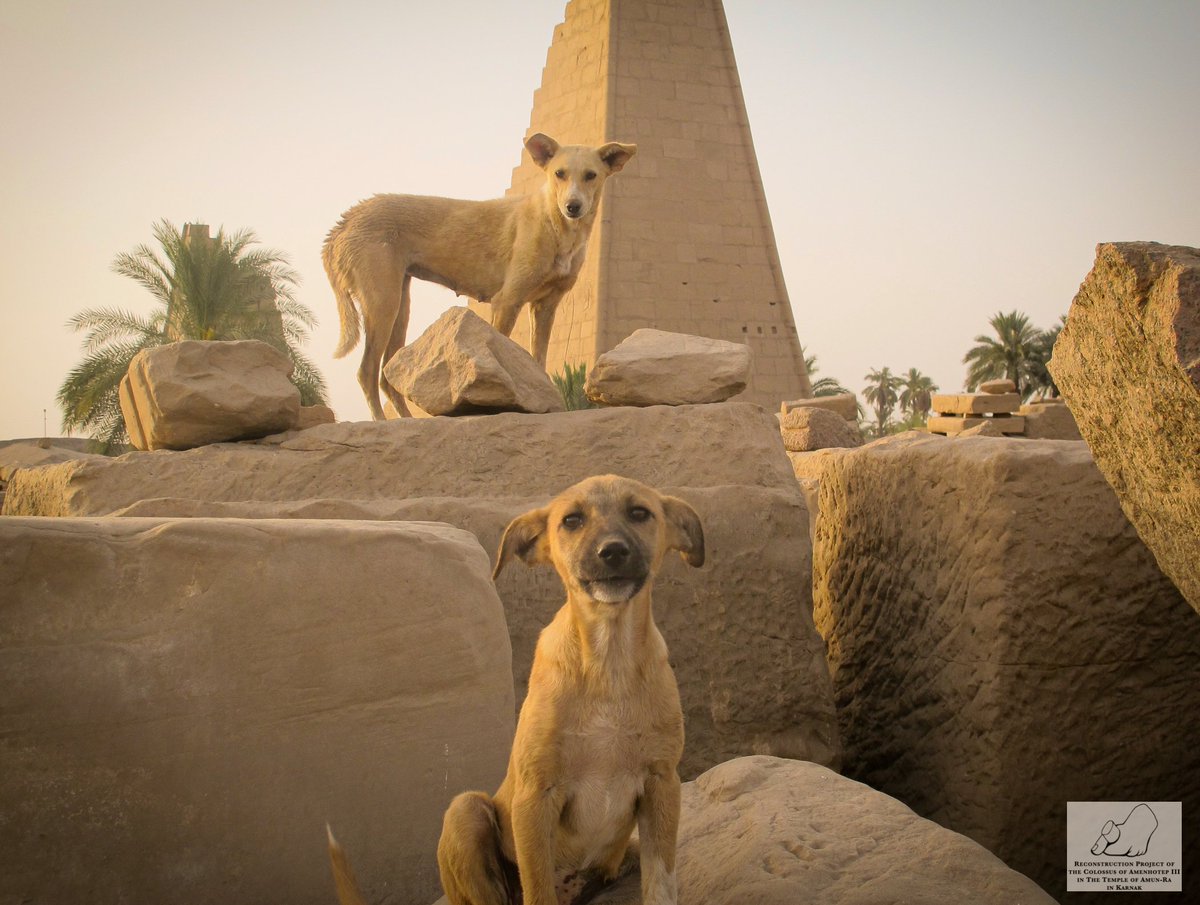 ColossusAIII's tweet photo. Happy Sunday! We always work very well accompanied, blocks and dogs, it is a great day 🐶🐶

📷Valentina de Juan

#KarnakTemple #CAIII #SpanishMission https://t.co/Oq0li7VE9b
