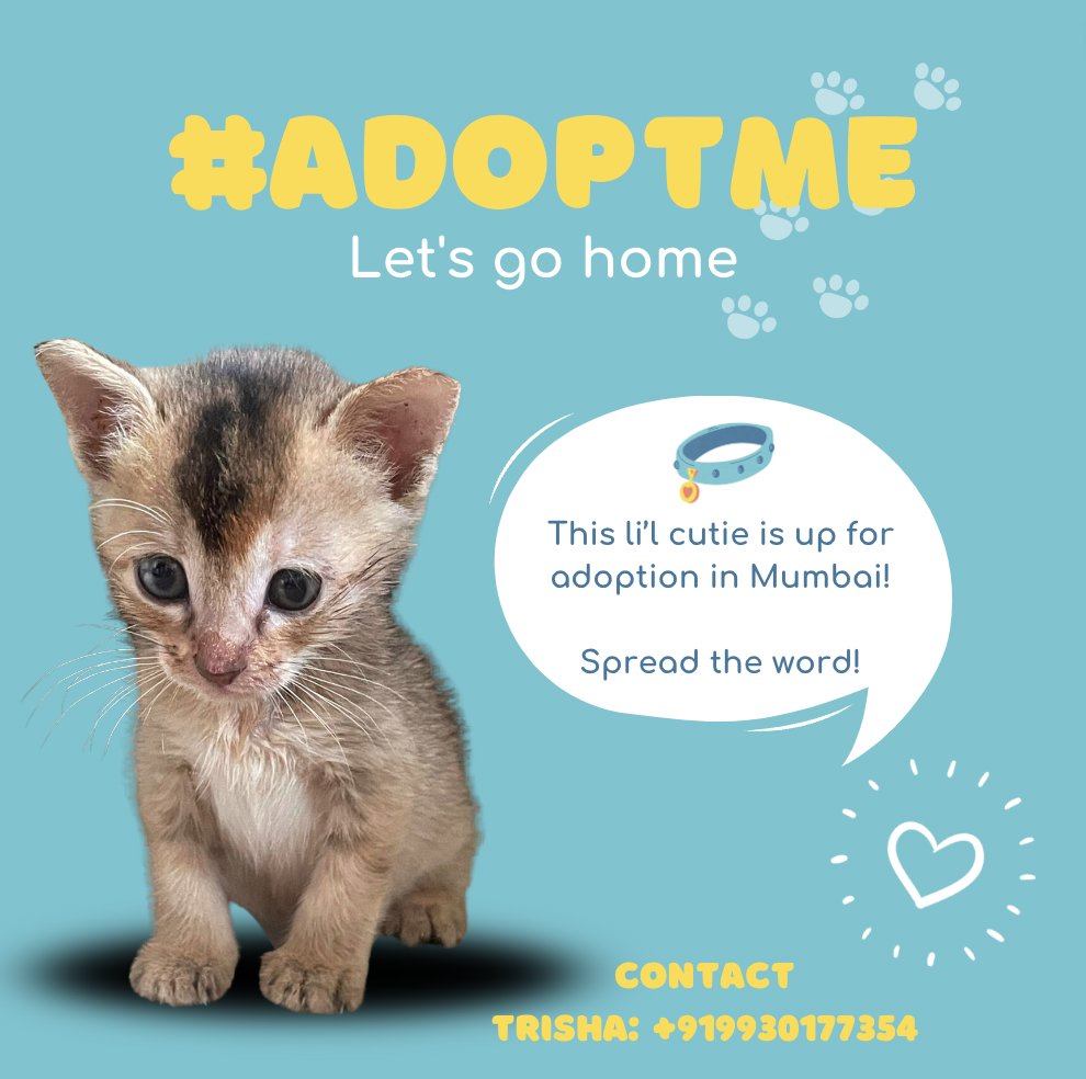 No (@rootkanal) on Twitter photo This pretty baby is up for adoption in Mumbai! 
Help spread the word and get this kitty a furever home. (Vet says the kitten is purfectly healthy)
Do you have a home for her? Contact <a href="/DevadigaTrisha/">Trisha Devadiga</a> and take her home! 
<a href="/sanstormspeaks/">Santosh Shriyan</a> This pretty baby is up for adoption in Mumbai! 
Help spread the word and get this kitty a furever home. (Vet says the kitten is purfectly healthy)
Do you have a home for her? Contact <a href="/DevadigaTrisha/">Trisha Devadiga</a> and take her home! 
<a href="/sanstormspeaks/">Santosh Shriyan</a>