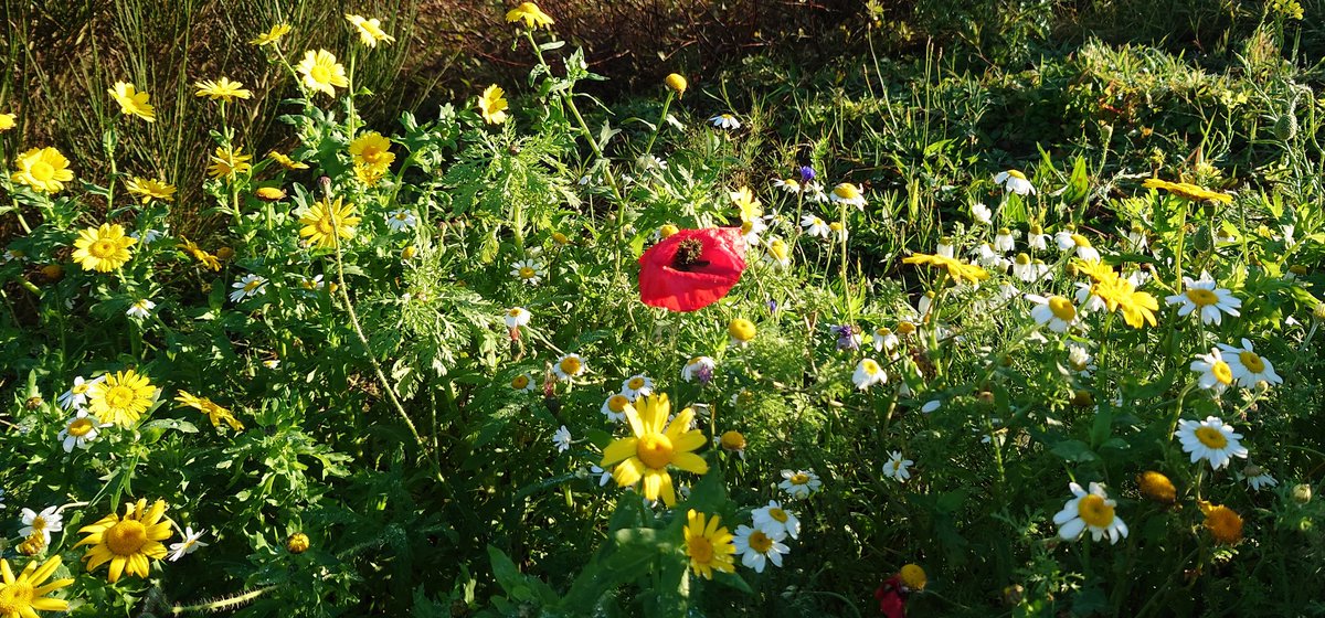 Late wild flowers in the garden 'We will remember them' 🙏
