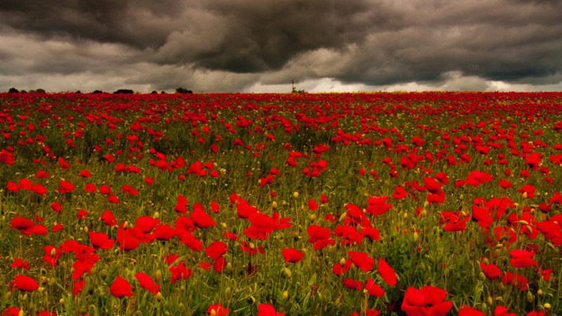 We pay tribute to all those who contributed to a better world... May their memories be blessed..
