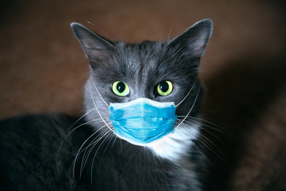 Kıbrıs'ta 8.000 kedinin ölümüne neden olan bir tür kedi koronavirüsü, İngiltere'de de tespit edildi. (Daily Mail)