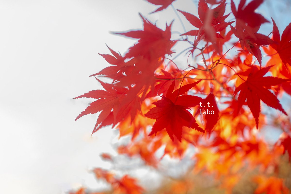 気付けば、もう晩秋

#ファインダー越しの私の世界 
#私とニコンで見た世界 #NikonD3000