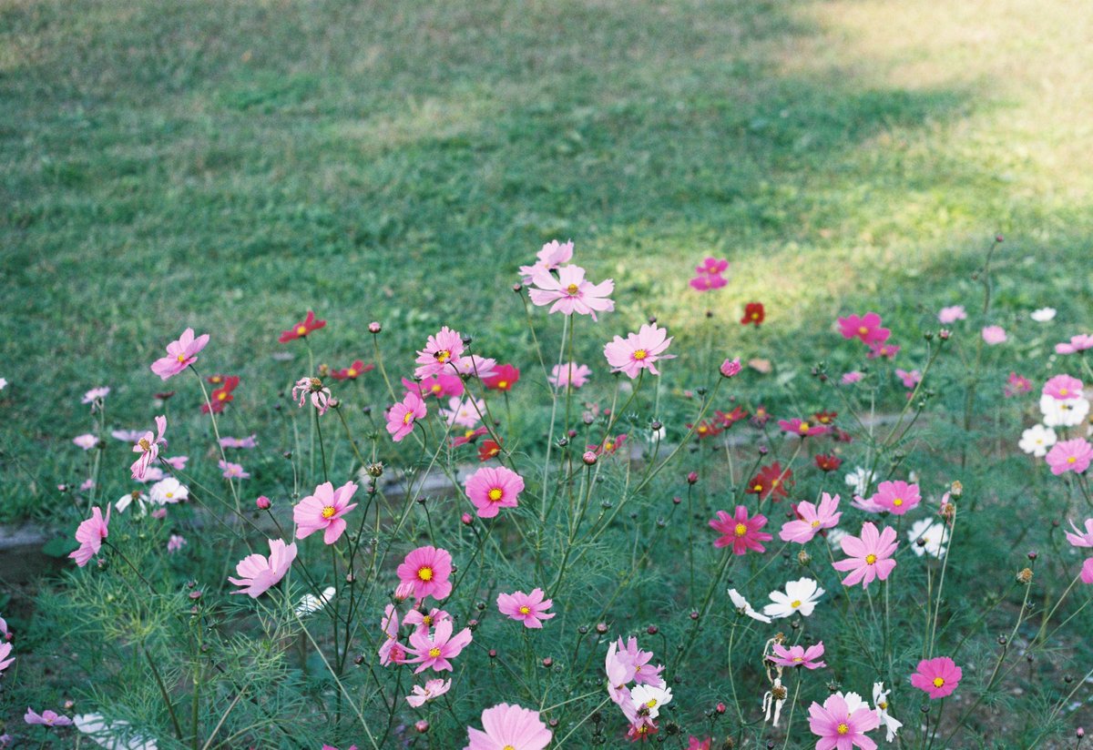 PhotoWata's tweet photo. 室内撮影は辛いけど、外ならなかなか綺麗に写ってる📷
#canon
#FTQL
#写真で伝える私の世界
#kodak #landscapephotography
#photo https://t.co/5Jwo1A1OFw