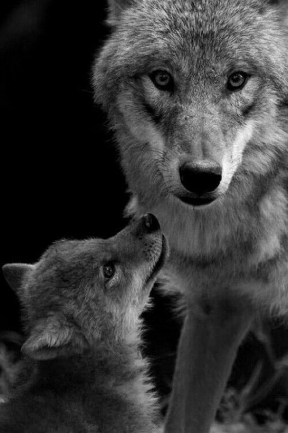 'We have doomed the wolf not for what it is, but for what we deliberately and mistakenly perceive it to be –the mythologized epitome of a savage ruthless killer – which is, in reality, no more than a reflected image of ourself.' 

― Farley Mowat

#SaveWolves 🐺