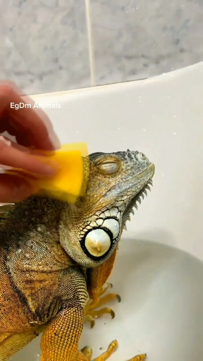 EgdmAnimals's tweet photo. #lizard https://t.co/8mWATW1Yd1