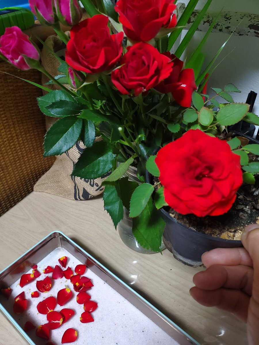 yellowflowers8's tweet photo. クリスマス作品用の綺麗な赤いスプレー薔薇見つけたよ。

「いつもありがとう」と植物に許可をもらって、ドライに。 https://t.co/4ubblAZB9o