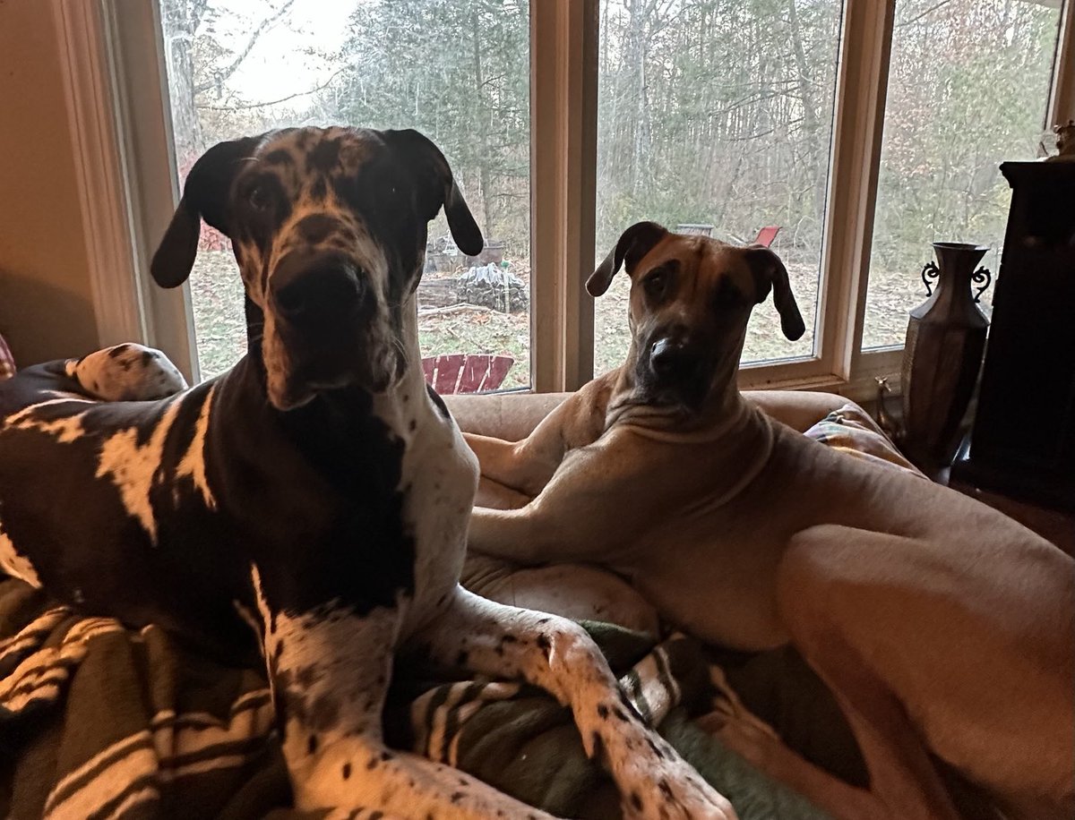 EileenMHartmann's tweet photo. Great Dane puppies - Sarge &amp; Quinn #bigdogsunday ⁦@ABC7NY⁩ https://t.co/wQu3X6YNKQ