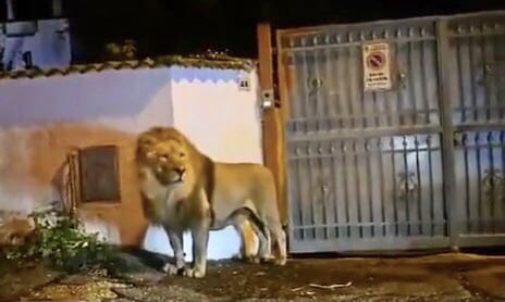 Here he is, the lion that escaped from an Italian circus yesterday. His face is telling the world that lions should no longer be exploited as circus acts.