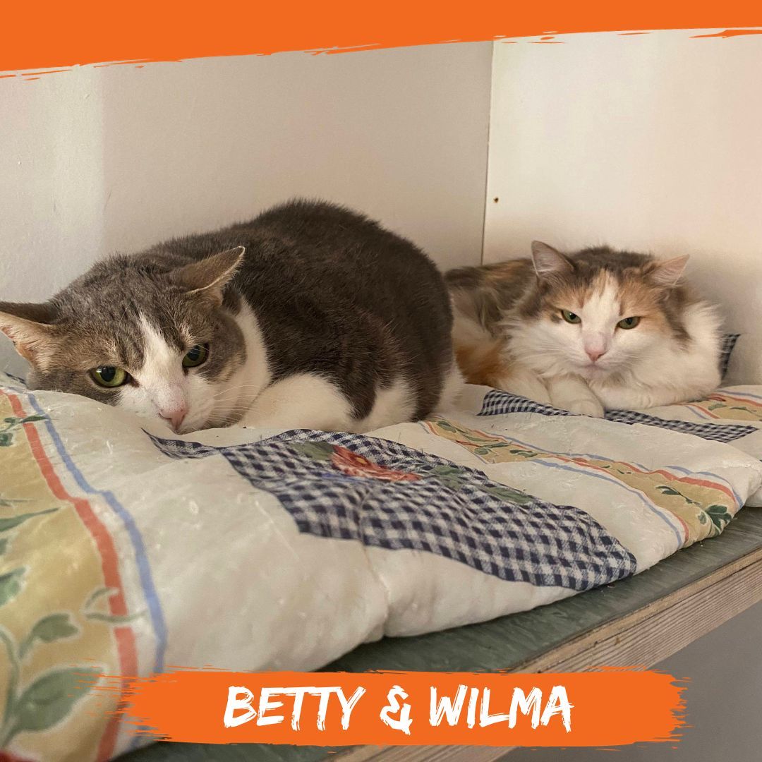 burystrays's tweet photo. Betty and Wilma have the #SundayBlues โ how many of you feel the same?
#NotReadyForMonday #BurysStrayCatFund #CatsofTwitter https://t.co/BvcA3qjigc