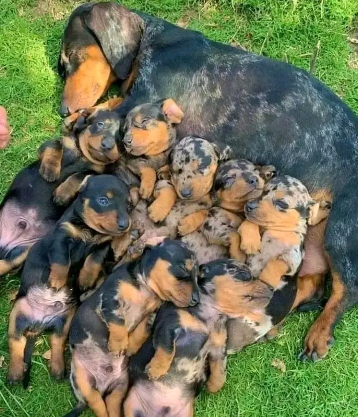 thdachshund's tweet photo. https://t.co/Asl4XfBnH3