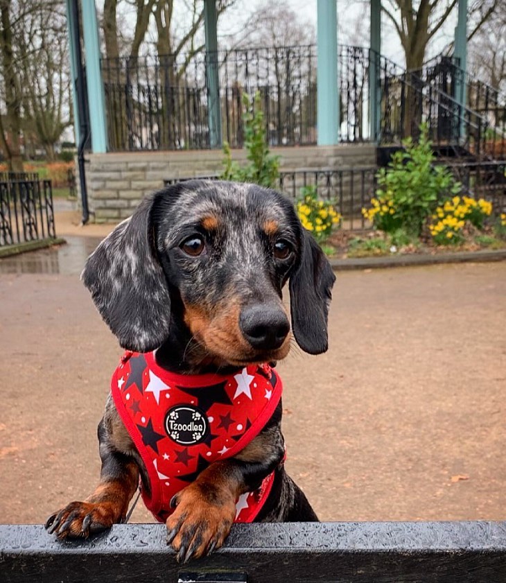 Dachshund tweet media