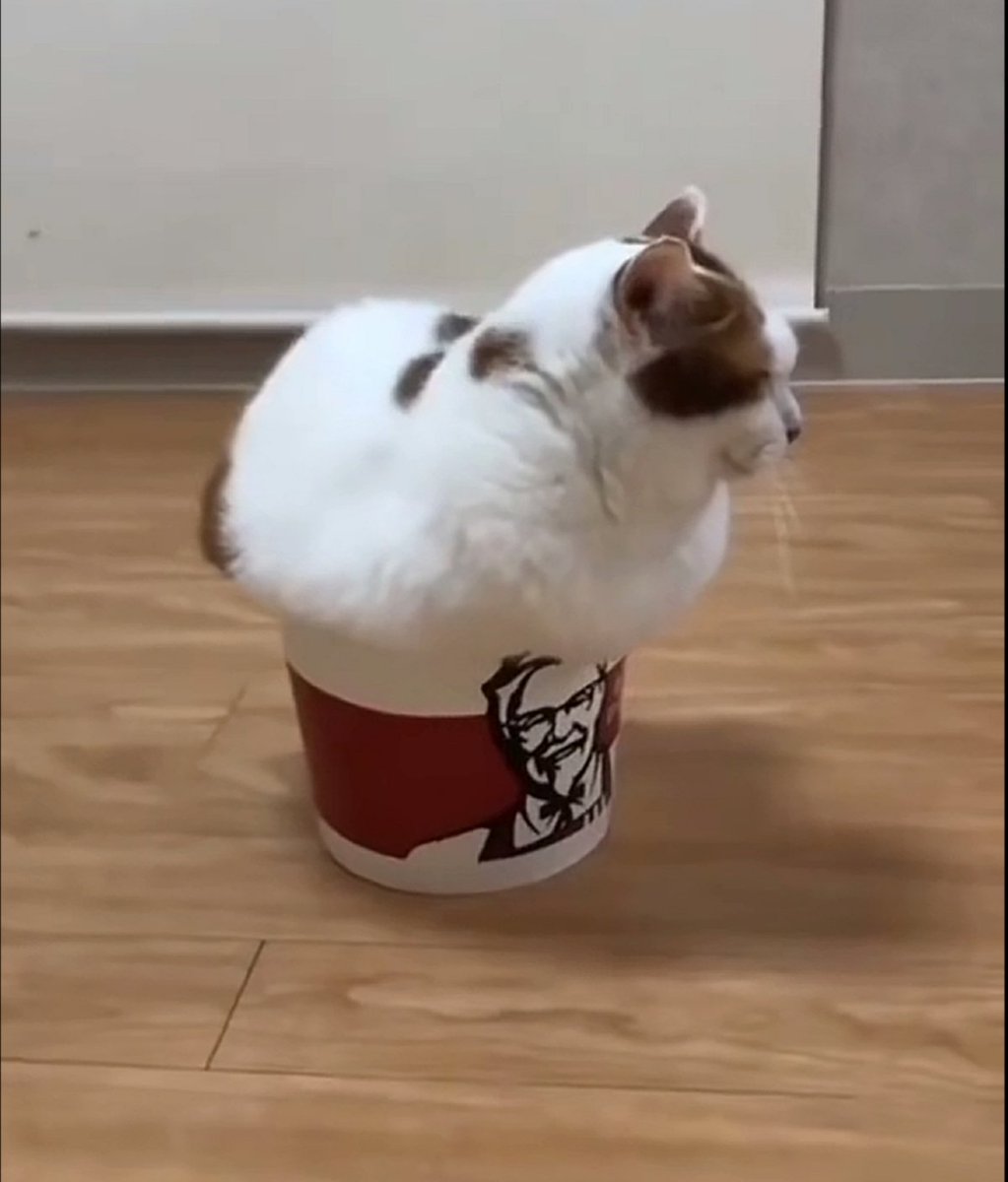 CatsHealWorld's tweet photo. i'm not fast food, i'm fast mood 😻🍗🤣 #NotChicken #JustCatThings https://t.co/UfZP08PAFw