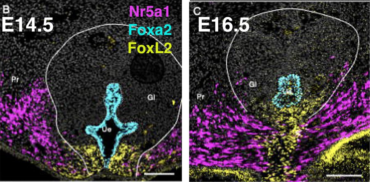 Limb-derived cells help zipping up the mouse penis. nice work from Humphrey Yao's lab <a href="/NIEHS/">Niel</a>

biorxiv.org/content/10.110…