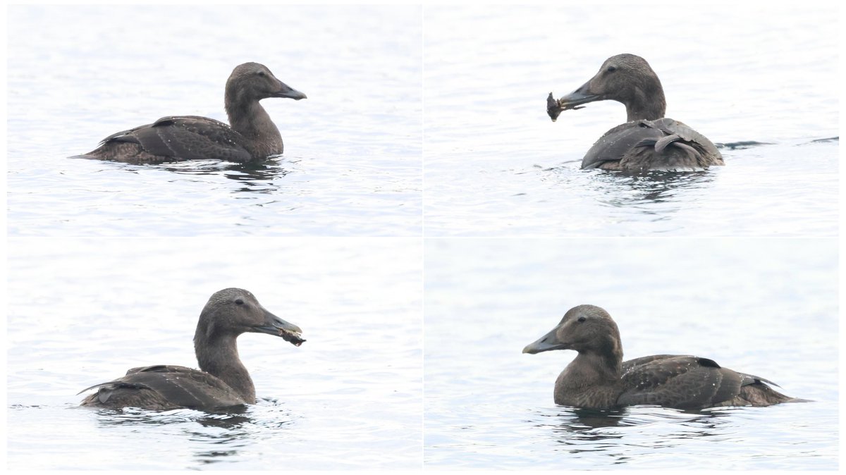 DougiePreston's tweet photo. 'Northern' Eider off Burravoe, Yell today.  (Well, it's got sails and good nostril position anyway)  #YellBirding #Shetland #Burravoe #GettingDesperate 😉 https://t.co/9XZxL5Jwqh