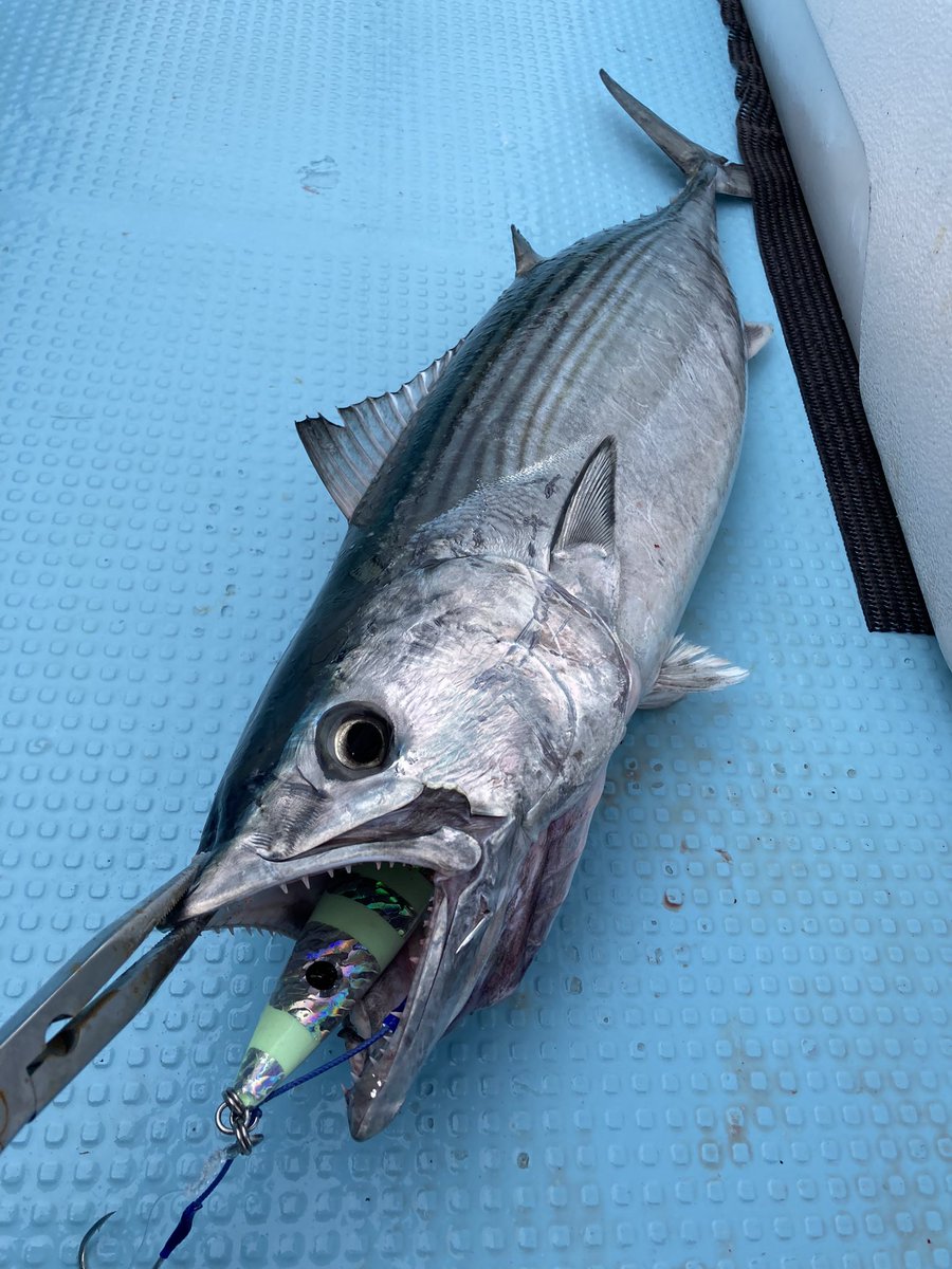 Blue_Human_XJR's tweet photo. 最近の🐟 https://t.co/FcFox3Td4b