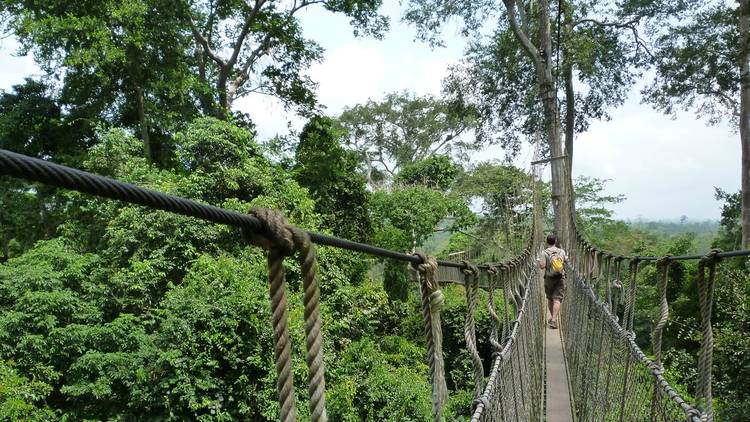 The Kakum National Park is in a validation stage for mining.

Once approved High Street Ghana Limited will legally be allowed to mine about 24% of the national park. The park generates ₵2-3 million annually. Check exchange rates here cedirates.com/exchangerates