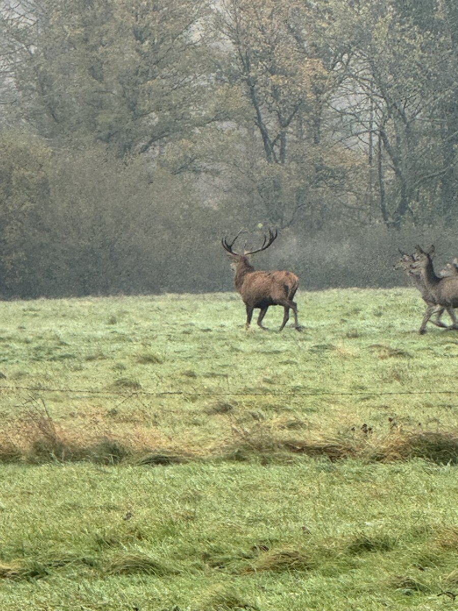 Ah les Ardennes. Tu te lèves. Tu déjeunes et à la fenêtre, tu croises un beau cerf et les biches …
