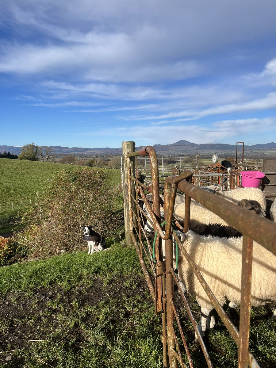 Arnbeg's tweet photo. Ivy is just not designed to be an outdoor dog 😂
#arnbegfarmstayscotland #parsonsjackrussell #parsonsrussell #pjrt #ivy https://t.co/F3iWmJ0RS0