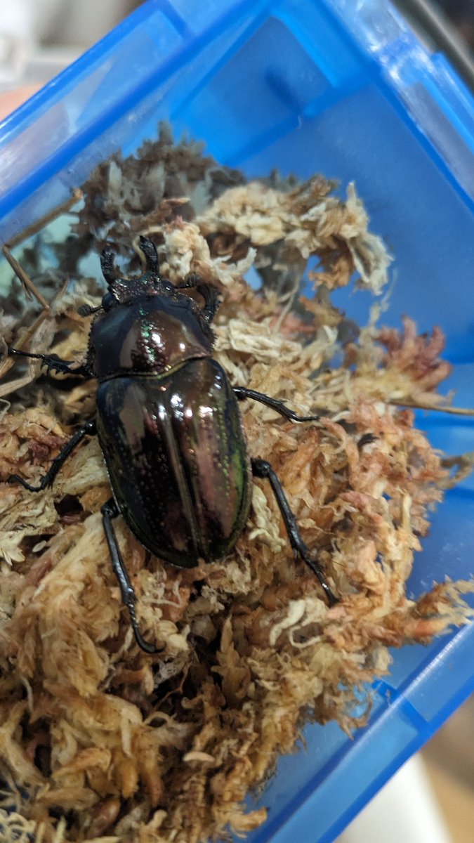 やっと、待っていた♂が！
でも、待っている間に相手。。。
その他可愛いのが200カップでいっぱい(人ω<`;)