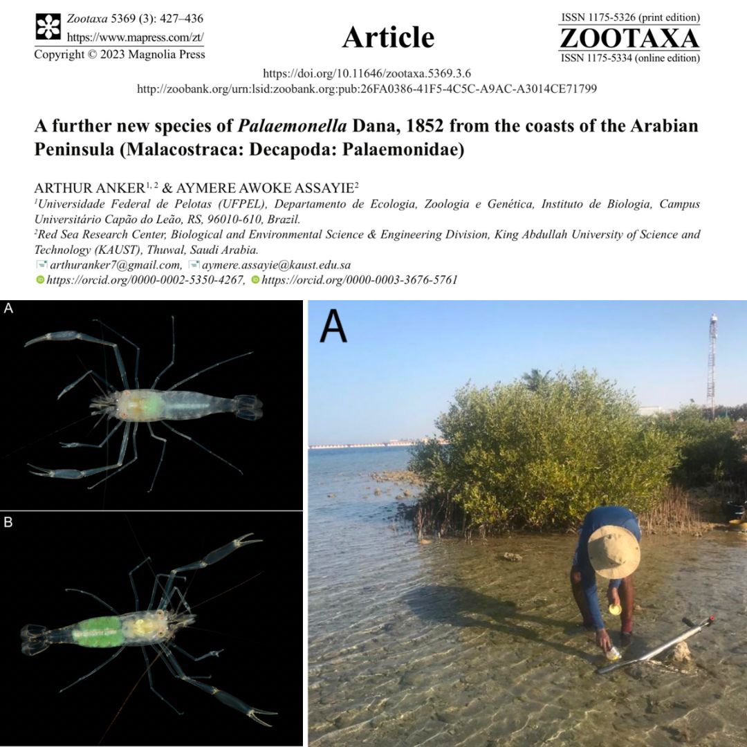 Our honorary HaBBs did it again! Congrats to our friends and colleagues Arthur and Aymere for publishing a new paper describing a new species of Palaemonella from the Arabian peninsula (the name is the best part!).
Check it at this link: mapress.com/zt/article/vie…