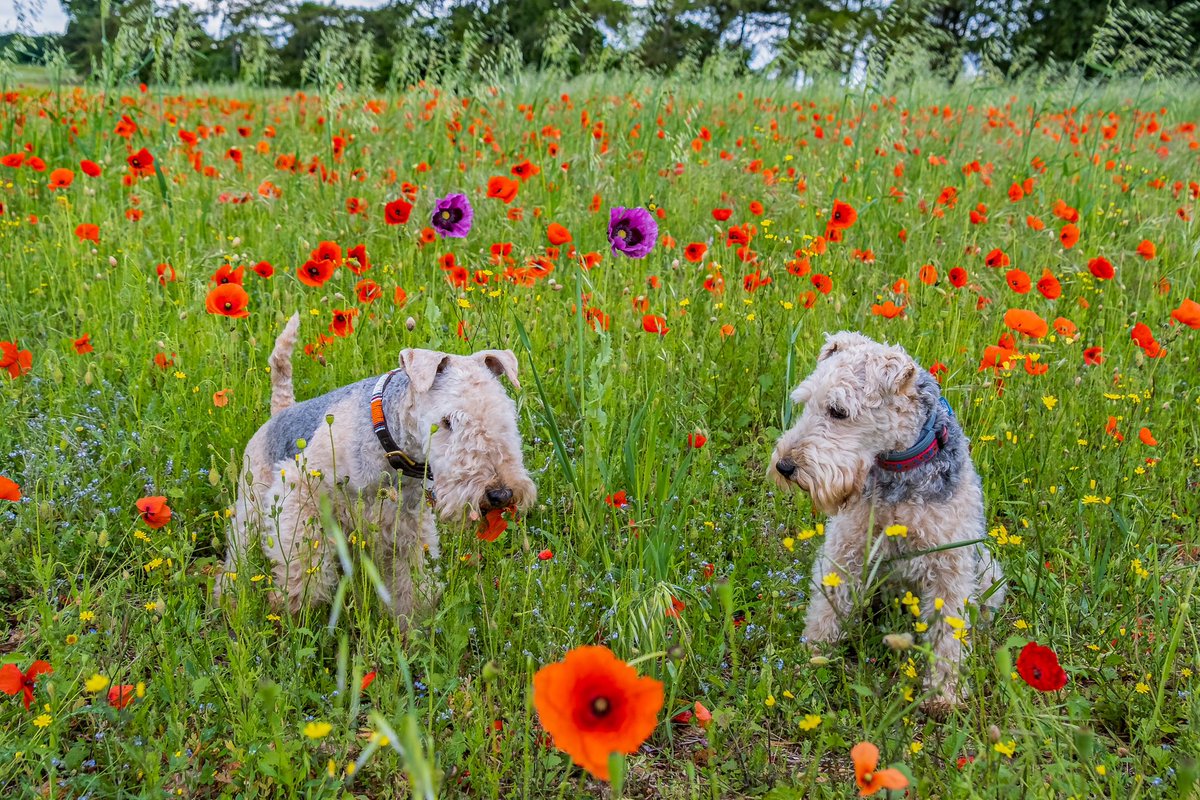 At the going down of the sun and in the morning
We will remember them.
#RemembanceDay #WeWillRemember #LestWeForget  #PoppyAppeal #RemembranceDay2023