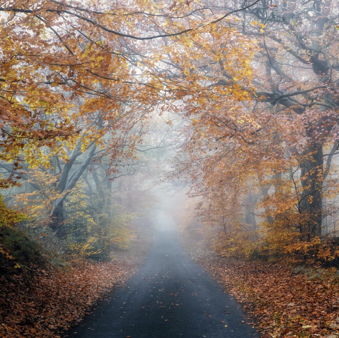 Autumn seems to have crept in gently this year, the colours softer, muted by mists, rather than blazing in a fiery show of orange and red and yellow. But the woodlands and lanes are no less beautiful for their subtle tones. Sometimes a whisper is more powerful than a shout.