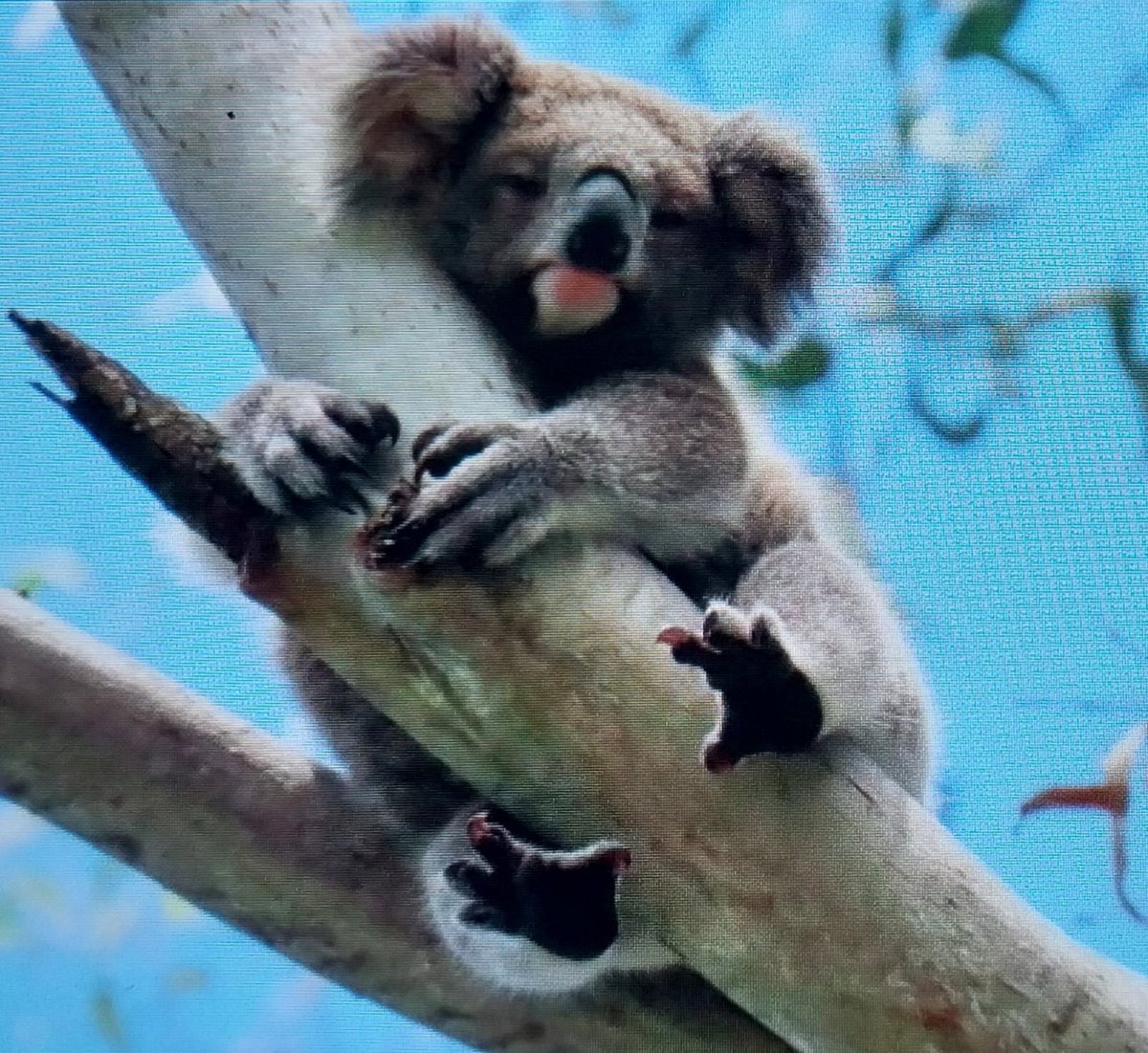 talkingkoala's tweet photo. 🙏🐨💖🤗 little Legs is growing so fast 💕 so adorable 🥰😘 #BallinasKoalas their future in our hands 😍 https://t.co/2PCnAAAkRt