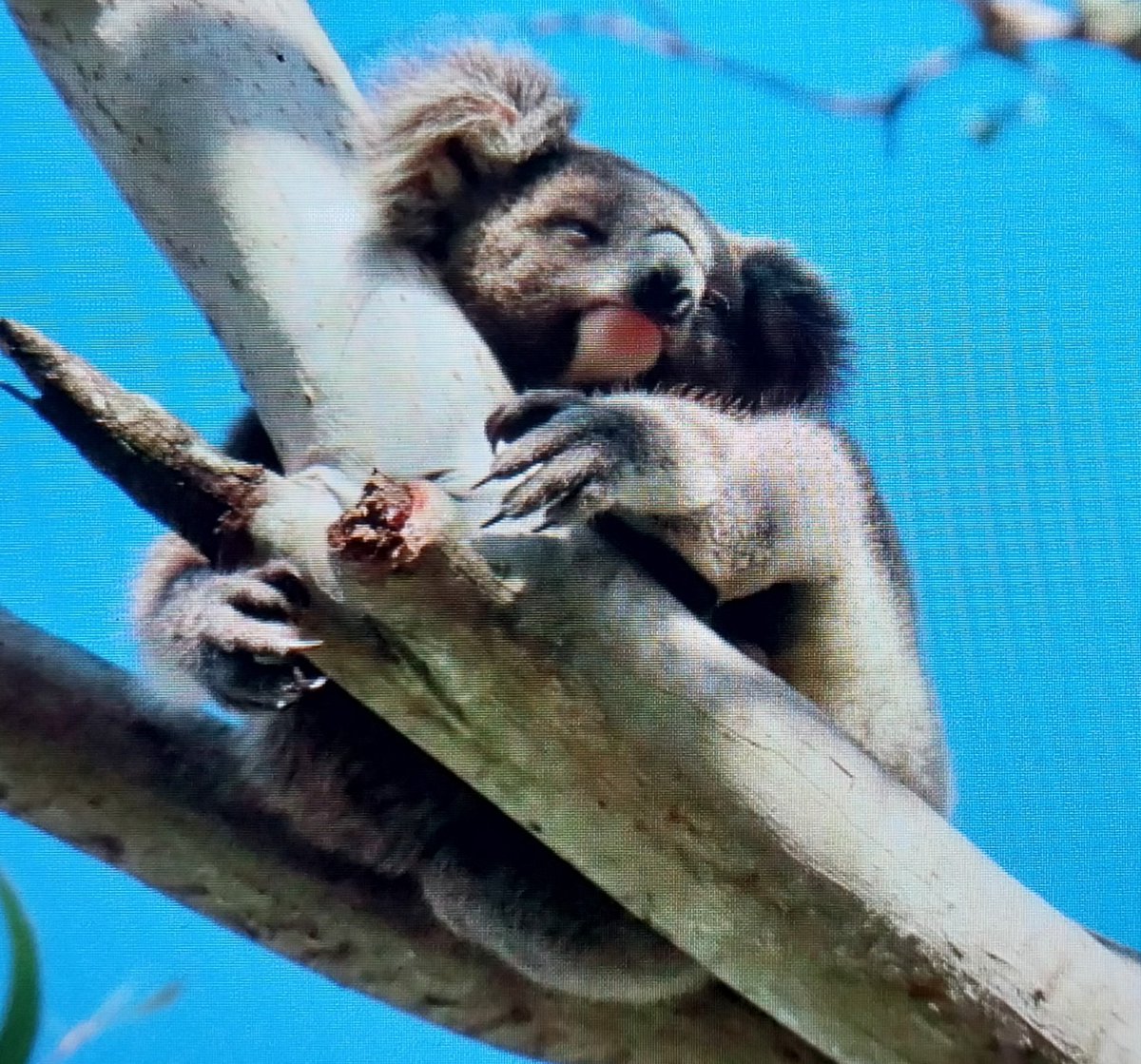 talkingkoala's tweet photo. 🙏🐨💖🤗 little Legs is growing so fast 💕 so adorable 🥰😘 #BallinasKoalas their future in our hands 😍 https://t.co/2PCnAAAkRt