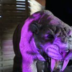 Photo by Le Musée Éphémère®: Exposition de dinosaures (@dinomusee)