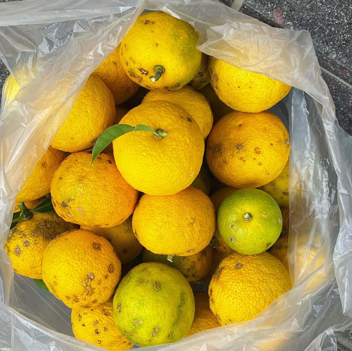 NMdwf's tweet image. ２週ぶりに帰ってきたら、柚子がすっかり黄色くなってました。今年は豊作！
数個残して収穫。40個くらい！トゲトゲに刺されながらとりました。明日スタジオで配布します！！要る方はお声がけを。完全無農薬！（要するに手入れしてない）
#dwarfstudios #BottleGeorge