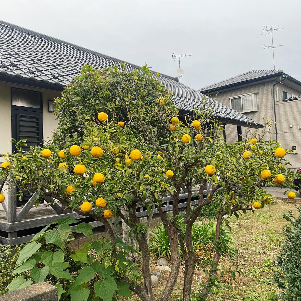NMdwf's tweet image. ２週ぶりに帰ってきたら、柚子がすっかり黄色くなってました。今年は豊作！
数個残して収穫。40個くらい！トゲトゲに刺されながらとりました。明日スタジオで配布します！！要る方はお声がけを。完全無農薬！（要するに手入れしてない）
#dwarfstudios #BottleGeorge