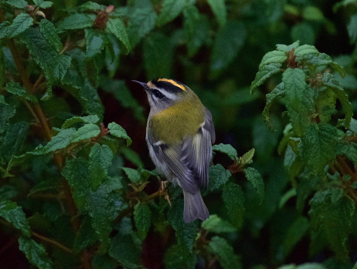 Never did I imagine I’d see a #Firecrest in my garden and right outside my bedroom window when I opened the curtains this morning!!! Followed the Long tailed tit flock as they came to the berry fat feeder - Wow! #Shutterton #Dawlish #Devon Had to brighten photos as poor light
