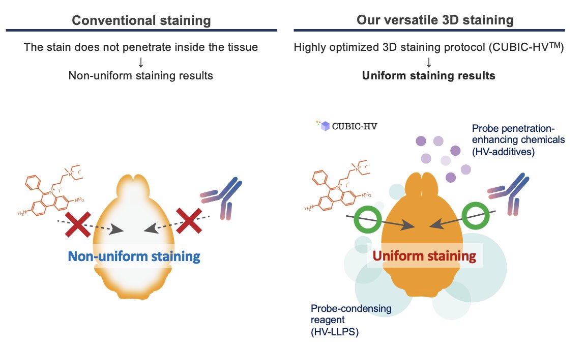 suishess's tweet photo. Exploring the realms of #tissue_clearing, #3D_staining, & #LSFM_imaging? Plz check out the latest #CUBIC 3D staining (VV38) & #descSPIM (VV40) posters by our #DBSB_Juntendo at #SfN2023!🌟🔬 #PR https://t.co/ahbyDHYS0I