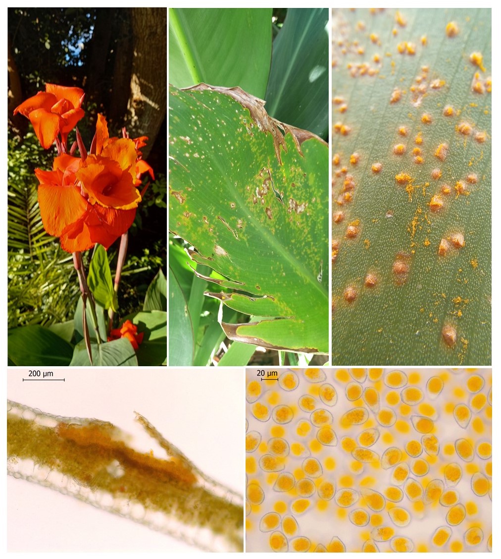 PretoriusZak's tweet photo. #Rust caused by #Puccinia thaliae on #canna lily. Hypophyllous uredinia with water-soaked lesions on upper surface. From Onrus River, Western Cape, ZA. https://t.co/B5oPDTO31Y