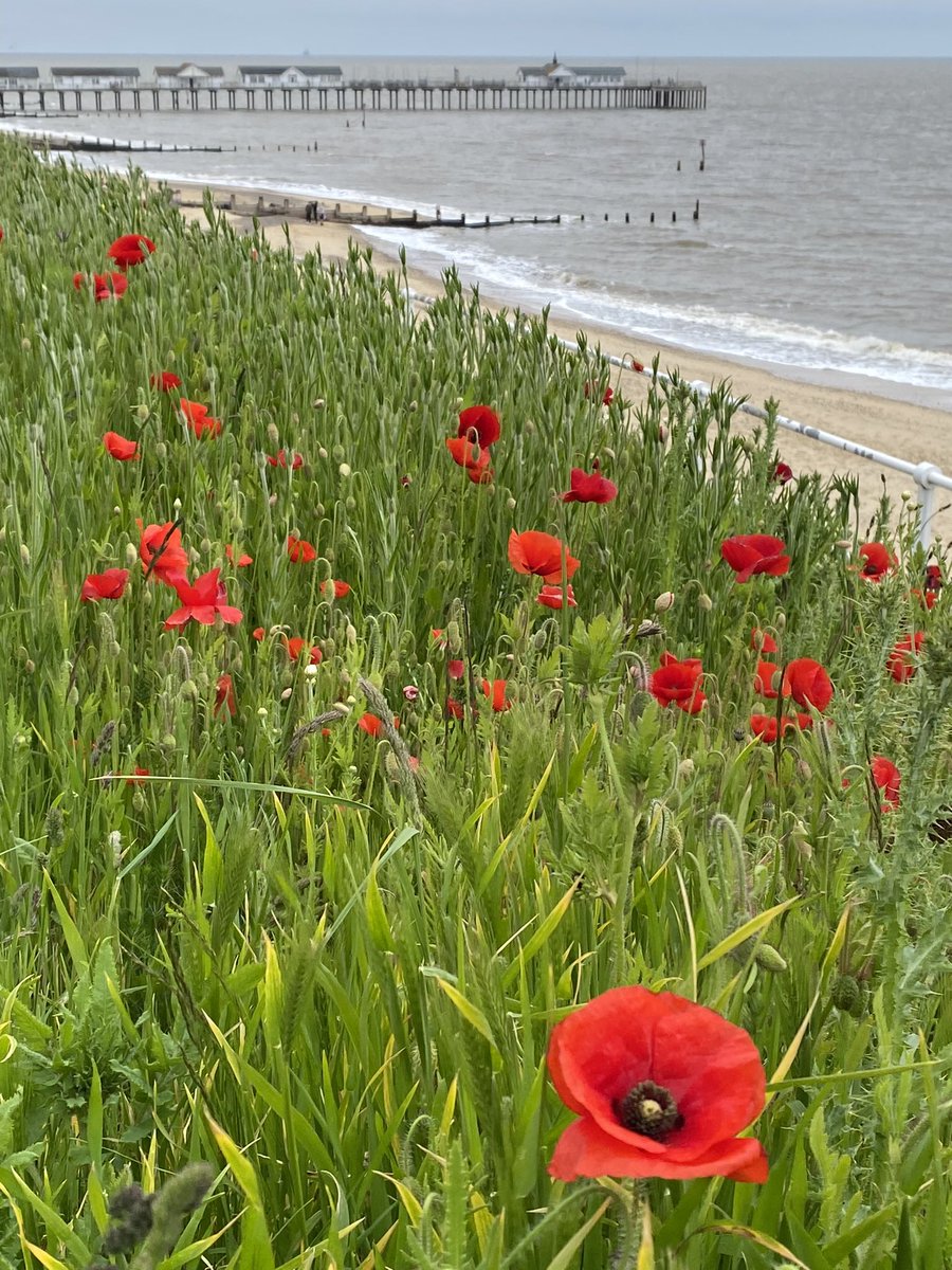 Southwold poppies for #RememberanceDay 
Have a lovely Sunday everyone.
#WeWillRememberThem