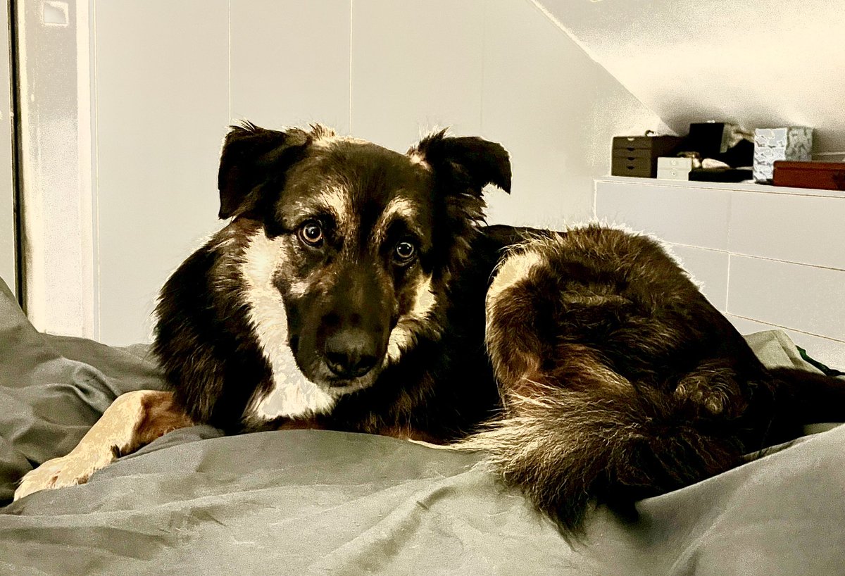 KickLizard7's tweet photo. The Dark Lord summoning me to get out of bed! #RescueJack https://t.co/4KoIseWkOn