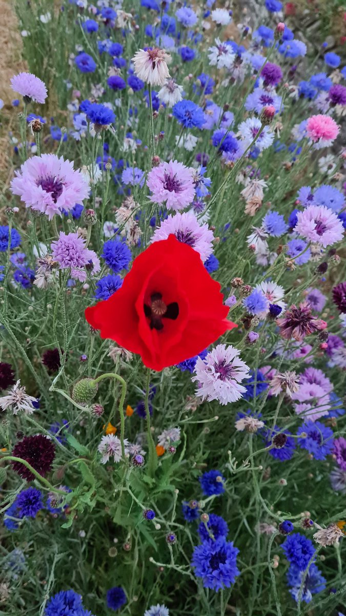 “They shall grow not old, as we that are left grow old:
Age shall not weary them, nor the years condemn.
At the going down of the sun and in the morning
We will remember them.”

Robert Laurence Binyon.