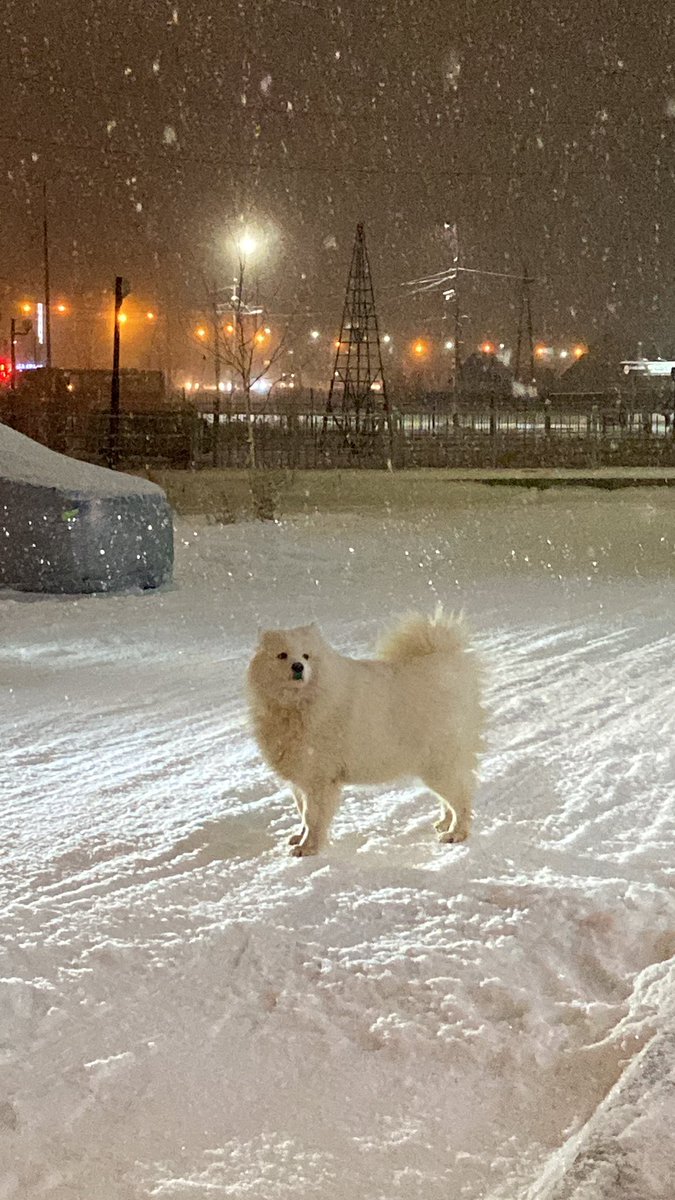 justleriya's tweet photo. Возле Додо на Лермонтова 121А бегает потеряшка 😞 
12.11 в 17:30ч
Срочно ретвит #рт https://t.co/jiIiVXsCTL