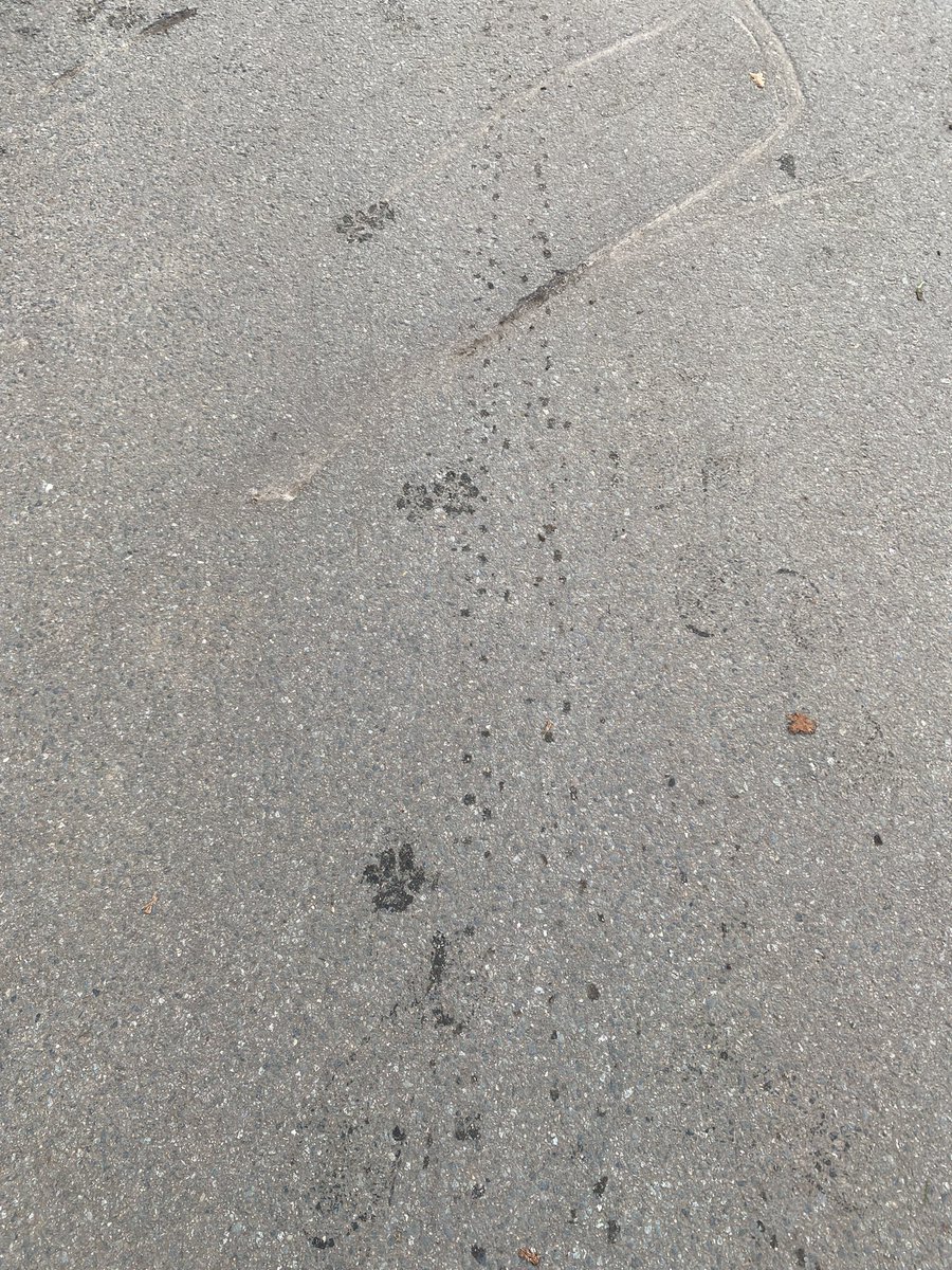 Herfst. Ochtend. Twente. Hond. Heerlijk!