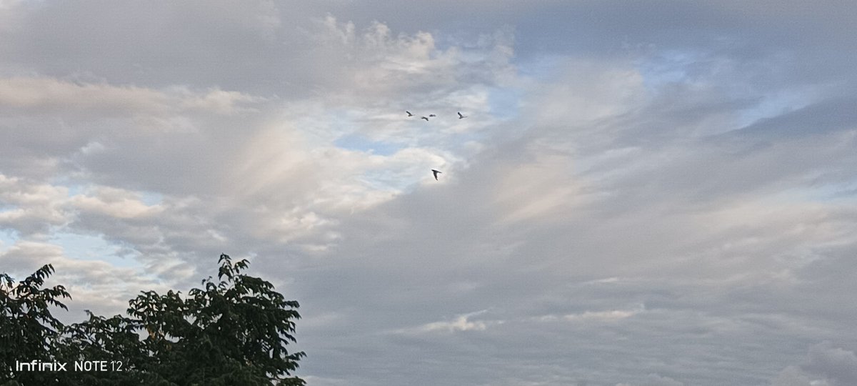 mahjmash's tweet photo. I want to fly like a bird
Fly high up to sky! 
Leaving burdens behind https://t.co/aVWLKsIdjo