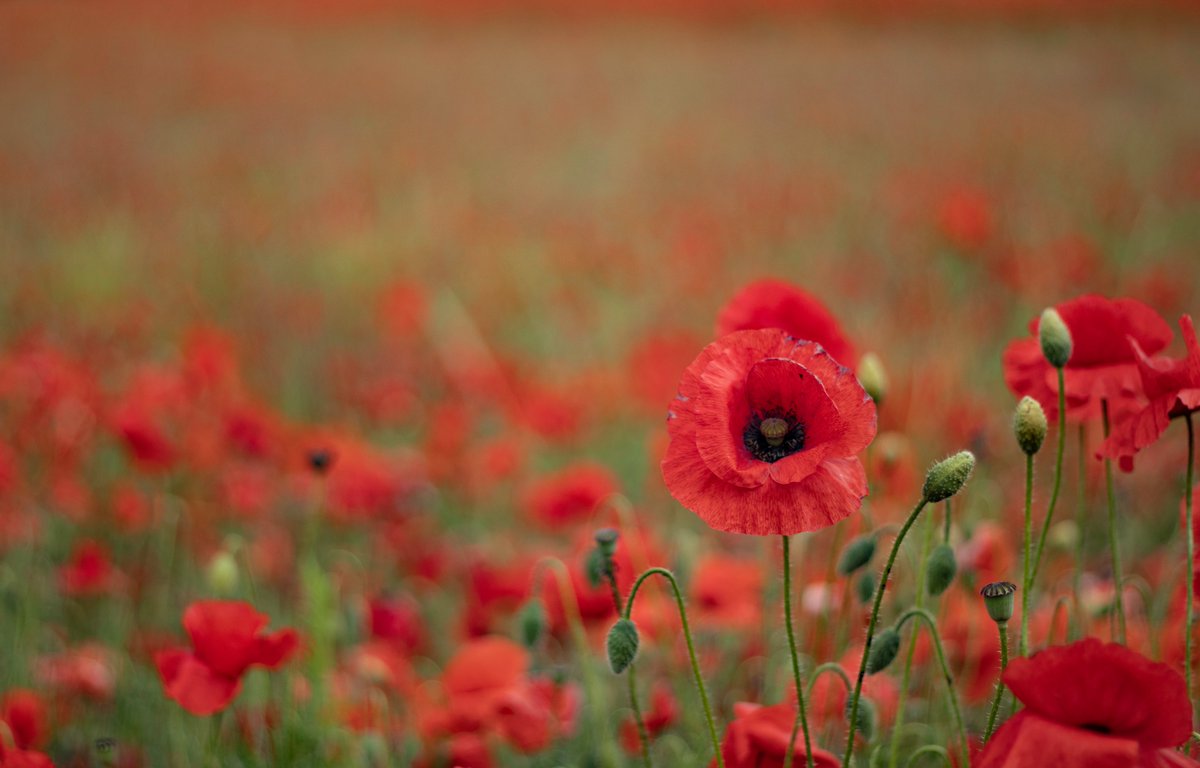 We remember all who have who given their lives, and their tomorrow, for our today 🌹 If you are an armed forces veteran and need support, we can help: bit.ly/3HPJVJz #LestWeForget #WeWillRemember #NHS