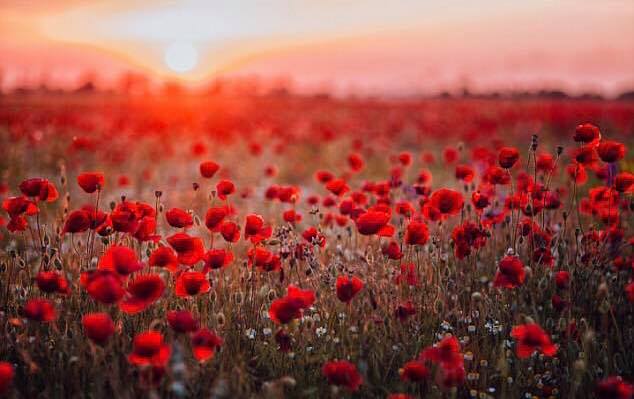 🌺 The Ode of Remembrance by Laurence Binyon 🌺

They shall grow not old, as we that are left grow old.
Age shall not weary them, nor the years condemn.
At the going down of the sun and in the morning
We will remember them.