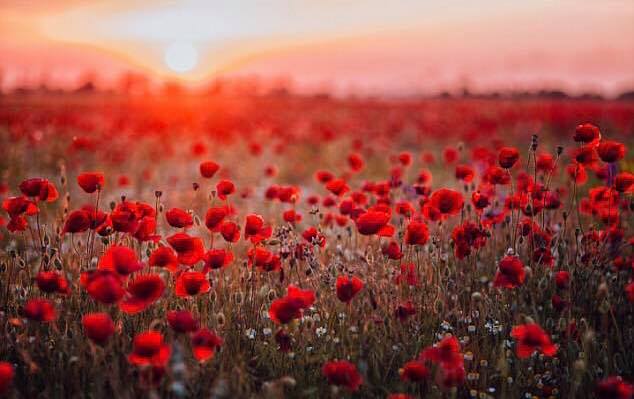 🌺 The Ode of Remembrance by Laurence Binyon 🌺 They shall grow not old, as we that are left grow old. Age shall not weary them, nor the years condemn. At the going down of the sun and in the morning We will remember them.