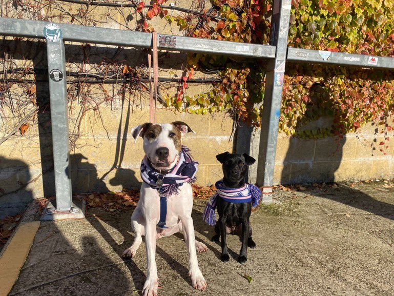 nonleaguedogs's tweet photo. First rule of nonleaguedogs, tell everyone else about nonleaguedogs. Nala took Doug to his first ever football match yesterday, he fits right in! @DulwichHamletFC 📸 @jack_gaches https://t.co/F3ZfG5YtZT