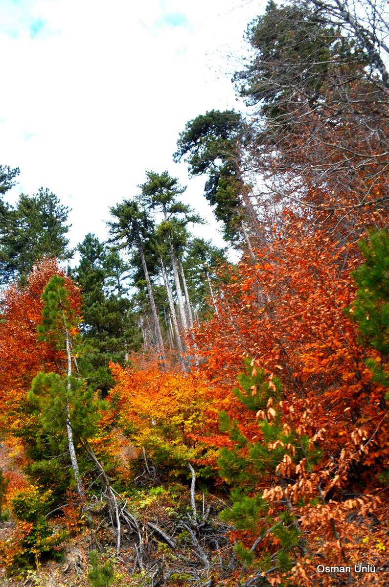 Good morning🔆☁️🌳🍂Happy Sunday🍁🌲📸Simav,Türkiye by O.Ünlü
#SundayMorning #CoffeeTime  #AnimalLovers #StayPositive  #Blessings
#NatureBeauty #AutumnVibes  #PeaceAndLove 
#pazar #günaydın  
#Καλημέρα 
#Bonjour
#Buongiorno #BuenosDias #12november #12novembre
#GoodMorningEveryone