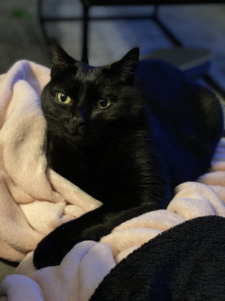 Sundays are for loafing on my pouffe