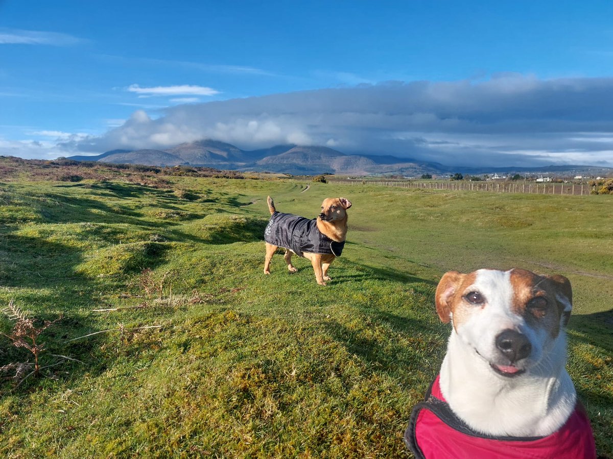 DandersDoggy's tweet photo. @barrabest These 2 love the limelight and the Jack Russell loves photo bombing all the nice pics 📸 https://t.co/EvsMBsp8Qb