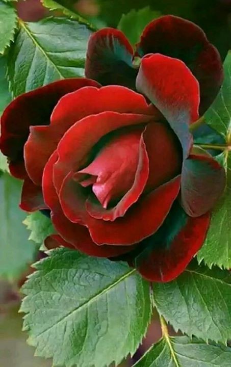 Titan enigma Salomón u (@salomonu18919) on Twitter photo 