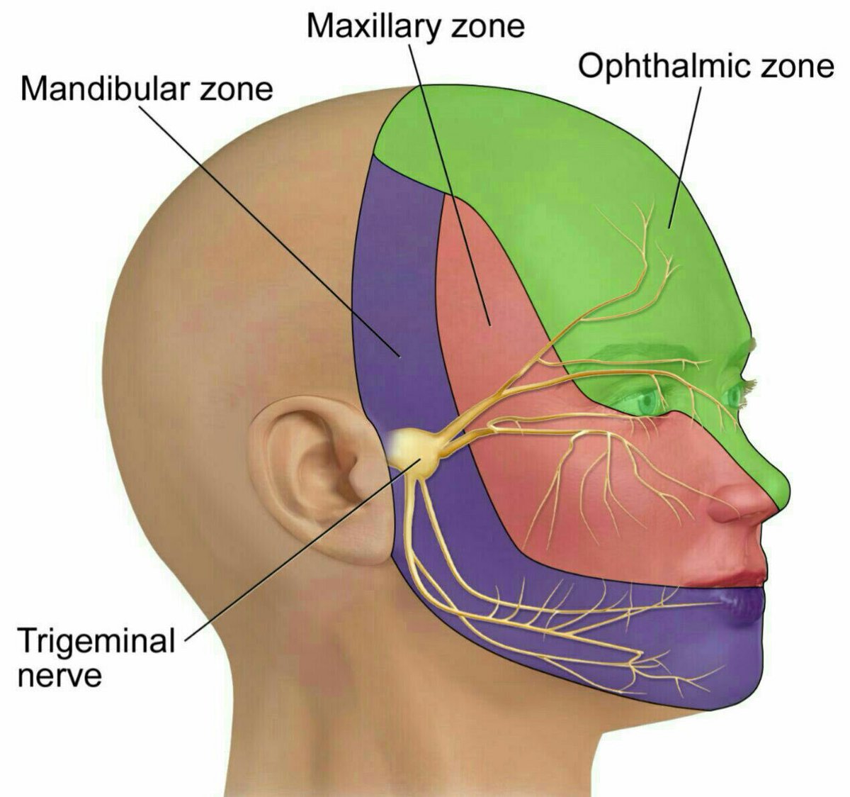 The trigeminal nerve is the largest and most complex of the 12 cranial nerves.
The trigeminal nerve (the fifth cranial nerve) is a nerve responsible for sensation in the face and motor functions such as biting and chewing. Its name derives from the fact that each of the two